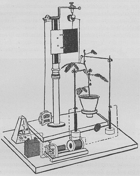 Fig. 11. Gesamtansicht des Resonanzrecorders und der elektrischen Verbindung, mittels welcher ein Shock von ganz bestimmter Dauer auf die Pflanze wirken lassen wird. Die Dauer des Shocks wird durch ein Metronom bestimmt, welches den elektrischen Stromkreis schließt.