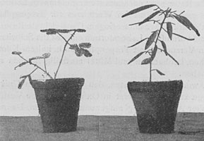 Fig. 13. Die zwei Pflanzen, Mimosa pudica und Desmodium gyrans, die Professor Bose rund um die Erde begleiteten. Die schmalen Blättchen von Desmodium (rechtes Bild) bewegen sich auf und nieder.