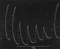 Fig. 14. Verminderung der Reizbarkeit unter der Einwirkung von Kohlendioxyd und Wiederbelebung durch neuerliche Darbietung von frischer Luft.
