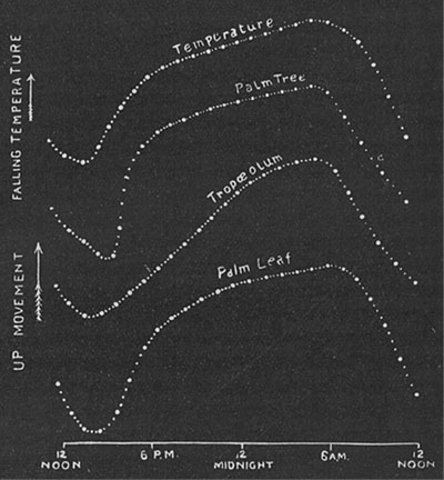 Fig. 25. Aufzeichnungen der täglichen Bewegung des Palmenstammes, von Tropaeolum und von einem Palmenblatt. Die obere Kurve zeigt die tägliche Temperaturschwankung.