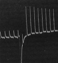 Fig. 4. Verstärkung der Reaktion eines Metalls (Platin) durch die Wirkung stimulierender Stoffe. In diesem und den folgenden Bildern zeigt das erste Stück der Kurve die normale Reaktion, das folgende die Wirkung Chemischer Stoffe.