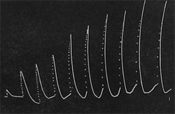 Fig. 8. Stufenweise Steigerung der Reaktion einer Pflanze.