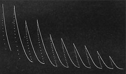 Fig. 9. Depression der Reaktion einer Pflanze infolge Ermüdung.