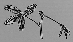 Fig. l. Blätter von Mimosa im ausgebreiteten, ungereizten Zustand (links) und im eingezogenen, gereizten Zustand (rechts).