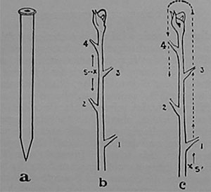 Fig. 104. Die Wirkung einseitiger Reizung durch Ritzen, a) Der Ritzstift; b) Wirkung einer Reizung von mäßiger Stärke; der Reiz, der bei s, links, einwirkt, veranlaßt eine gleichzeitige Impulswelle nach oben und unten; c) Wirkung eines starken Reizes bei s', rechts; er verursacht einen Impuls, der rechts bis zur Spitze emporsteigt und sich dann links nach unten bewegt.