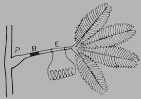 Fig. 106. Die verschiedenen physiologischen Hindernisse (Blocks) wirken bei B auf die Leitungsbahn ein.