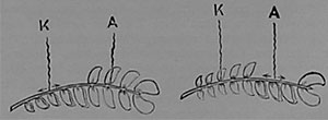 Fig. 110. Das Bild links zeigt die Erregung beim Stromschluß an der Kathode, das Bild rechts jene bei der Stromöffnung an der Anode (Biophytum sensitivum).