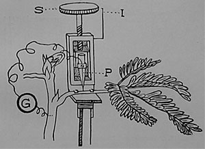 Fig. 111. Elektrische Probe zur Bestimmung der Lage des Nervengewebes im Hauptblattstiel von Mimosa. P die Sonde in Verbindung mit dem Galvanometer G, S Schraubenkopf, durch dessen Drehung die Sonde in das Gewebe eingeführt wird, I Skala, an der die Tiefe der Einstoßung gemessen wird.