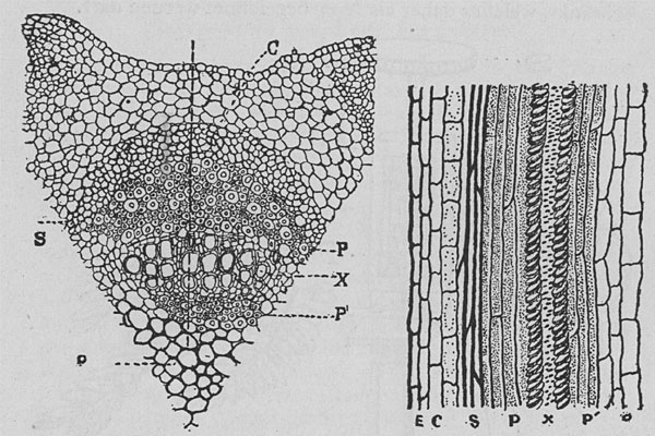 Fig. 112. Querschnitt und Längsschnitt durch ein einzelnes Gefäßbündel von Mimosa. Figur links: Querschnitt. Die punktierte senkrechte Linie bezeichnet die Einstichlinie der elektrischen Sonde. C Rinde, S Sklerenchyn, P äußeres Phloem, X Xylem, P' inneres Phloem, O Mark. Figur rechts: Längsschnitt durch das Bündel. Man beachte die langgestreckten zylindrischen Zellen im äußeren und im inneren Phloem. (Der Schnitt hat das Bündel nur seitlich, nicht durch die Mitte getroffen.)