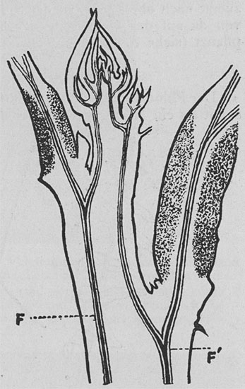 Fig. 113. Zusammenhang des Leitgewebes zwischen Stengel und Blatt. Längsschnitt des Stengels mit einem Blatt auf jeder Seite. Die zwei Gefäßbündel F, F' geben Seitenäste nach den Blättern ab und treffen sich an der Stengelspitze. Das doppelte Phloem ist violett gefärbt und hebt sich vom Grunde ab. Das Gelenkpolster jedes Blattes ist schattiert.