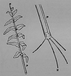 Fig. 114. Blatt eines Farnes; die freigelegten Gefäßbündel N sind in der Figur rechts vergrößert dargestellt.