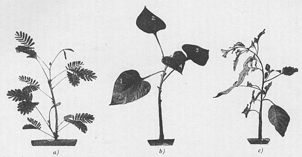 Fig. 117. Diaheliotropische Lichtstellung von Blättern, a) bei Mimosa pudica, b) bei Helianthus annuus, c) bei einer anderen Art von Helianthus.