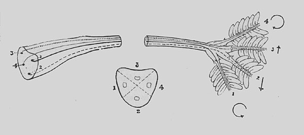 Fig. 118. Darstellung des Verlaufes der vier Nervenstränge von den vier Blättchenstielen zweiter Ordnung zum Gelenk am Grund des Blattstiels erster Ordnung (Mimosapudica). Die untere Figur zeigt schematisch den Querschnitt durch das Gelenkpolster mit seinen vier Quadranten. Die Quadranten l und 4, welche die Drehung nach links und rechts bewirken, stehen in direkter Nervenverbindung mit den Blättchenstielen l und 4. Der untere Quadrant 2 ist mit dem Blättchenstiel 2 verbunden, er bewirkt die rasche Senkbewegung. Der obere Quadrant 3 steht mit dem Blättchenstiel 3 in Verbindung, er bewirkt die langsame Wiederaufrichtung. Der Beschauer sieht den Querschnitt von außen.