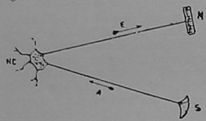 Fig. 119. Schema der Reflexwirkung beim Tier.