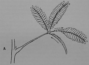 Fig. 120. Schematische Darstellung der Reflexion des Impulses. A Mäßig starke Reizung des Blättchenstiels (1) veranlaßt einen einstrahlenden (afferenten) Impuls, der das Fallen des Blattes verursacht (in der Figur nicht gezeichnet). Der einstrahlende Impuls wird vom Gelenkpolster als ausstrahlender (efferenter) Impuls reflektiert, welch letzterer die Reaktion der Blättchen am Blättchenstiel (2) bewirkt. Der einstrahlende Impuls ist durch einen vollen, der ausstrahlende durch einen punktierten Pfeil angedeutet.