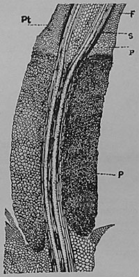 Fig. 13. Längsschnitt durch Hauptblattstiel und Gelenkpolster von Mimosa mit dem oberen und unteren Gefäßbündel. Pt Rindenzellen des Blattstiels, die ungefärbt bleiben. P (unten rechts) kontraktile Zellen des Gelenkes, die sich tief gefärbt haben.