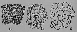 Fig. 14. Nach Mikrophotographien: Teile von Schnitten durch das Gelenkpolster (a) der aktiven Mimosa, (b) der halbaktiven Neptunia, (c) der inaktiven Bohne. Die dunklen Teile bezeichnen den gefärbten Inhalt der kontraktilen Zellen.