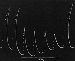 Fig. 16. Wirkung von Kohlendioxyd.