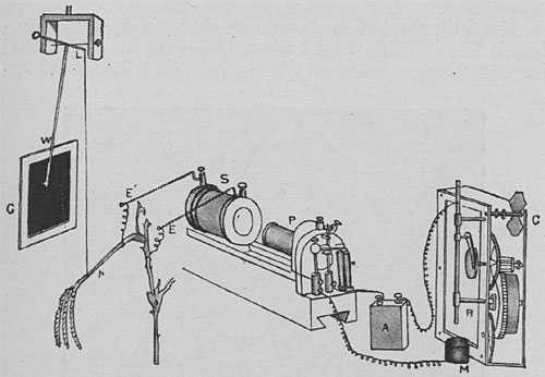 Fig. 27. Vollständige Apparatur zur Bestimmung der Tageskurve der Erregbarkeit; schematisch. Ein Blattstiel von Mimosa ist durch einen Faden am einen Arm des Hebels L befestigt; der Schreibstift W verzeichnet auf der berußten Glasplatte G die Fallbewegung und Wiederaufrichtung des Blattes. P primäre, S sekundäre Induktionsspule. Der erregende Reiz wird der Pflanze durch die Elektroden E, E' zugeführt. C Uhrwerk zur Regulierung der Reizdauer. Der primäre Stromkreis wird durch Eintauchen des Stäbchens R in das Quecksilberschälchen M geschlossen.