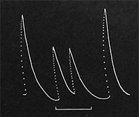Fig. 28. Die Wirkung gelinder Abkühlung (während der durch die horizontale Strecke bezeichneten Zeit).