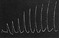 Fig. 30. Das allmähliche Erwachen der Pflanze von 8 bis 12 Uhr vormittags.