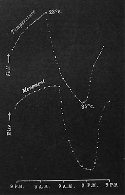 Fig. 33. Aufzeichnung der Tagesbewegung der "betenden" Palme (Phoenix silvestris). Die Temperaturkurve für 24 Stunden ab 9 Uhr vormittags ist oben dargestellt, das Fallen der Kurve entspricht dem Steigen der Temperatur. Darunter die entsprechende Tageskurve für die Bewegung des Baumes. Der Abstand zwischen zwei Punkten entspricht je 15 Minuten, der Abstand zwischen zwei dicken Punkten je l Stunde.