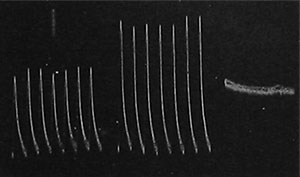 Fig. 38. Wirkung von Giften auf die Reaktion von Metallen. Eine kleine Dosis erhöht, eine große Dosis vernichtet das Reaktionsvermögen.