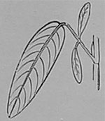 Fig. 40. Blatt von Desmodium gyrans. Die zwei kleinen seitlichen Blättchen führen spontane Bewegungen aus.