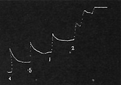 Fig. 44. Reaktion von Biophytum-Blättchen auf Reize von der Intensität 0,1; 0,5; l und 2. Auf den letzteren Reiz erfolgt mehrfache Reaktion.