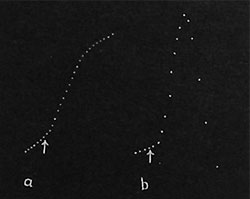 Fig. 51. Wirkung der Anästhetika auf das Wachstum. (a) Beschleunigung durch kleine Ätherdosen; (b) vorübergehende Beschleunigung, gefolgt von krampfartiger Kontraktion beim Tode, unter der Wirkung von Chloroform.