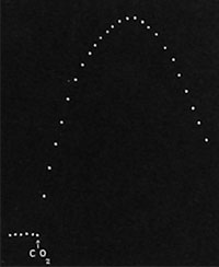 Fig. 54. Registrierkurve über die Wirkung von Kohlendioxyd auf das Wachstum. Die horizontale Linie links zeigt das Wachstum im Gleichgewichtszustand. Die Einwirkung des Kohlendioxyds führt zu einer vorübergehenden Beschleunigung des Wachstums, welcher der aufsteigende Kurvenast entspricht. Abstand zweier Punkte - 10 Sekunden.