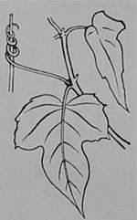 Fig. 60. Das Einrollen einer Ranke.