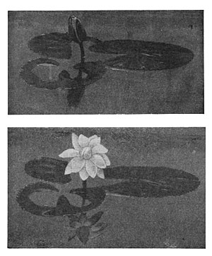 Fig. 64. Nymphaea, geschlossen und offen.