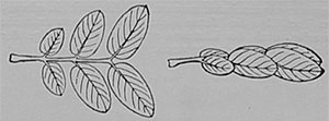 Fig. 66. Blatt von Cassia in geöffneter und geschlossener Stellung.