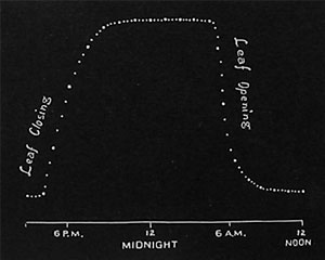Fig. 67. Tägliche Bewegungskurve der Blättchen von Cassia.