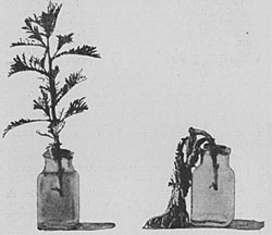 Fig. 68. Vollkommene Wiederaufrichtung eines abgeschnittenen Sprosses mit welken Blättern nach Zufuhr von Wasser durch die Schnittfläche (Chrysanthemum). Die Photographien zeigen die Pflanze vor (rechts) und nach der Wasserzufuhr (links).