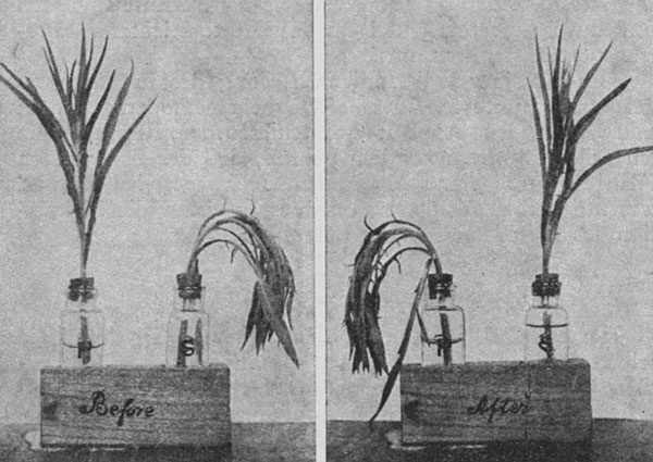 Fig. 70. Frischer Stengel, in eine giftige Lösung, und welker Stengel, in eine stimulierende Lösung eingestellt (links). In der giftigen Lösung wird der Stengel welk und stirbt, während der vorher welke Stengel sich wieder aufrichtet (rechts).