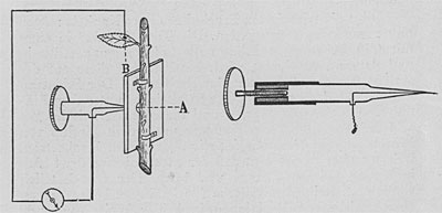 Fig. 74. Die elektrische Sonde zur Bestimmung der Lage der pulsierenden Zellschicht. Die Spitze der Sonde dringt bei A in den Stengel ein, wobei der zweite elektrische Kontakt an einem entfernten Blatt hergestellt wird. Die Figur rechts stellt vergrößert die Sonde mit der Mikrometerschraube dar, die zur schrittweisen Einführung der Sonde in die Gewebe der Pflanze dient.