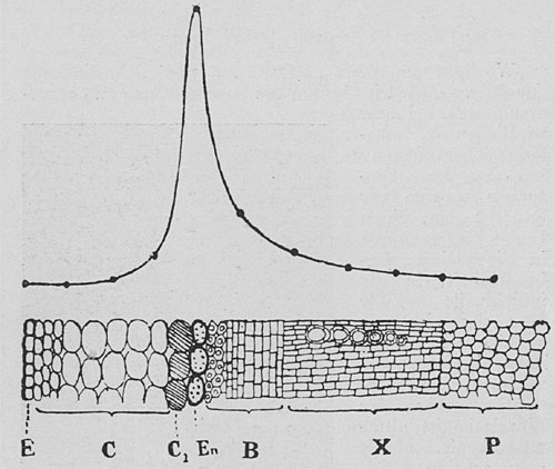 Fig. 76. Schnitt durch den Blattstiel von Brassica und Kurve der Pulsationstätigkeit in verschiedenen Gewebsschichten. E Epidermis, C Rinde, Cj die aktive innerste Rindenschicht, En Endodermis, B Phloem, X Xylem, P Mark. Man beachte den plötzlichen Anstieg der Pulsationstätigkeit in der Zellschicht Q.