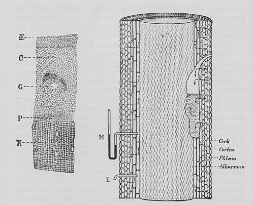 Fig. 83. Schnitte durch den Stamm des Mangobaumes. Die Figur links ist ein vergrößerter Querschnitt durch einen jungen Stamm. E Epidermis, C Rinde, G Drüse, P Phloem, X Xylem. Die Figur rechts gibt schematisch einen Längsschnitt durch den Stamm mit der Höhlung, aus der die Abscheidung erfolgt. Der seitlich durch die Rinde eingepumpte Saft sammelt sich in der Höhlung an. Auf der linken Seite des Stammes wird der seitlich eingepreßte Saft rasch vom Splint aufgenommen, in welchem infolge der Transpiration der Blätter ein negativer Druck herrscht. Der Druck wird durch das Manometer M angezeigt. Durch das Bohrloch E findet keine Abscheidung statt.