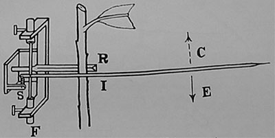 Fig. 86. Diagramm des Pflanzen-Sphygmographen.