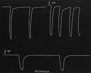 Fig. 96. Wirkung des Strychnins. Erhöhte Frequenz der Herzschläge bei Behandlung mit 0,l%-iger Lösung (obere Kurve). Depression und Stillstand bei Behandlung mit 2 %iger Lösung (untere Kurve).